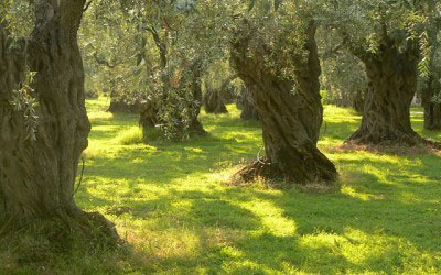 Harvesting Olives… Pressing your own oil